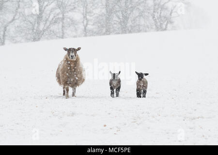 Ewe and two lambs in snow Stock Photo