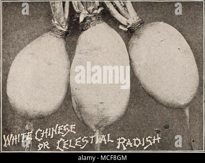 . SUMMER RADISHES. White Chartler. This beautiful long white radish is of same character as the Beckert's Chartier except that it is pure white. It is a good summer radish, matures in about six or seven weeks from time of sowing and is of mild flavor. Oz., lo cts.; % lb., 20cts.; lb., 60 cts. White Delicacy. An improvement on the White Strasburg, being earlier, more evenly shaped, and smaller top ; grows into full size and perfect shape during the hottest weather. Oz., 10 cts.; }4 lb., 25 cts ; lb., 75 cts. White Strasburg. Of pure white color, very brittle and of mild flavor. This variety is  Stock Photo