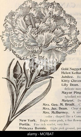 . Select Carnations. Gold Nugget. Helen Kellar. The following list embraces the cream of the standard and well-tried varieties, together with the best of the new introductions of 1898. Alaska. Very fine, large pure white. Armazindy. Pure white, very lightly penciled with scarlet. Bon=Ton. Bright warm scarlet, large deeply fringed flowers. Buttercup. Rich golden yellow, with a few streaks of clear carmine. The florets are full and very double. Daybreak. A delicate shade of pink, greatly admired. Eldorado. Canary yellow, tipped rosy carmine. Empress. Magnificent rich crimson, finely fringed, ext Stock Photo