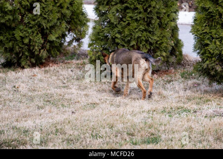 stray dog alone running away. Stock Photo