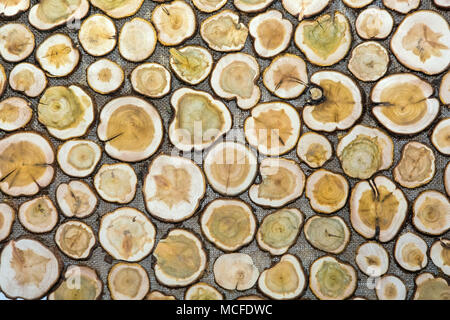 Tree cross sections Stock Photo