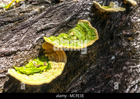 Bracket fungi or shelf fungi on a tree trunk. Stock Photo