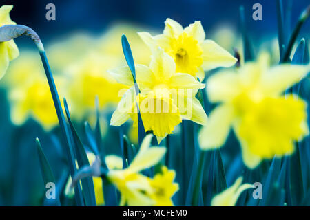 Daffodils on a meadow Stock Photo