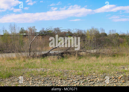 Fallen tree lying in the bank of a lake with its branches partially submerged in the water Stock Photo