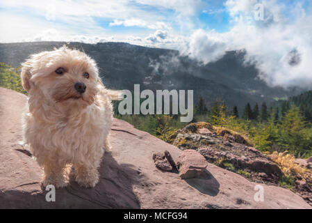 Bichon Havanese dog standing on a  rock, with the peaks of the Hornisgrinde mountains covered by clouds, in the background, near Seebach, Germany. Stock Photo