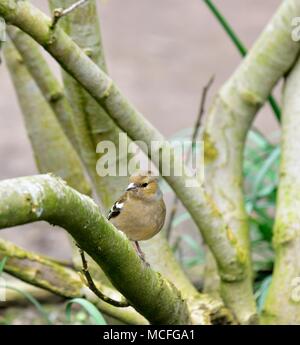 An adult female chaffinch Fringilla coelebs perched on a branch of a bush Stock Photo