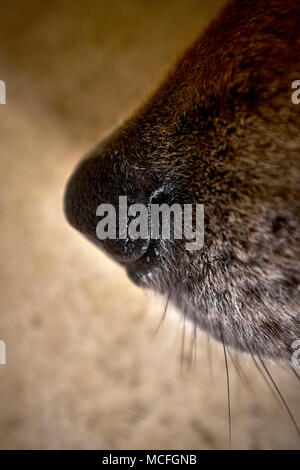 A close up detail of a dog's nose - canine olfactory system Stock Photo