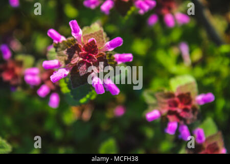 Purple dead nettle Lamium purpureum with green grass in a background Stock Photo