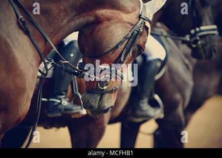 Sports horses in ammunition before competitions. Portrait of a sports stallion. Riding on a horse. Thoroughbred horse. Stock Photo