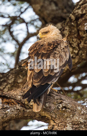 TAWNEY EAGLE (AQUILA RAPAX) PERCHED IN A TREE, SERENGETI NATIONAL PARK, TANZANIA Stock Photo