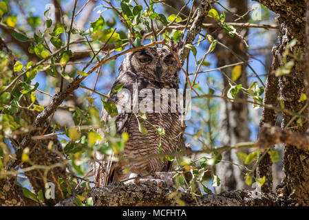 VERREAUX'S EAGLE OWL AKA GIANT EAGLE OWL (BUBO LACTEUS) PERCHED ON BRANCH, SERENGETI NATIONAL PARK, TANZANIA Stock Photo