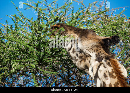 CLOSE UP OF MASAI GIRAFFE (GIRAFFA TIPPELSKIRCHI) EATING ACACIA LEAVES, SERENGETI NATIONAL PARK, TANZANIA Stock Photo