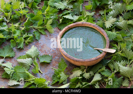 Foraged wild food. Bowl of Nettle soup and Stinging Nettles on a slate background. UK Stock Photo