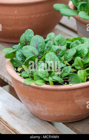 Spinacia oleracea. Spinach 'Red veined' seedlngs growing a large plant pot inside a greenhouse. UK Stock Photo