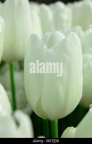 Amazing nature of white tulips under sunlight at the middle of summer or spring day landscape. Natural close up view of flower blooming in the garden Stock Photo