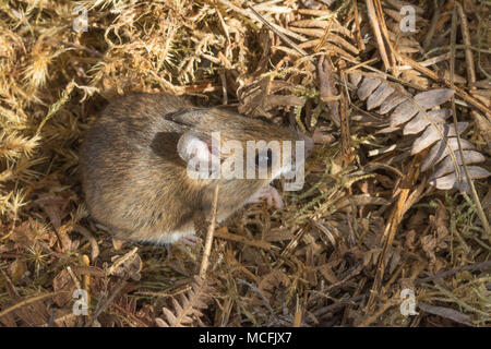 Close-up of wild wood mouse (Apodemus sylvaticus) in Surrey, UK Stock Photo