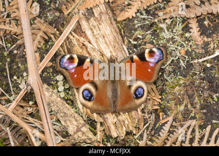 Peacock butterfly (Aglais io) basking in heathland in Surrey, UK Stock Photo
