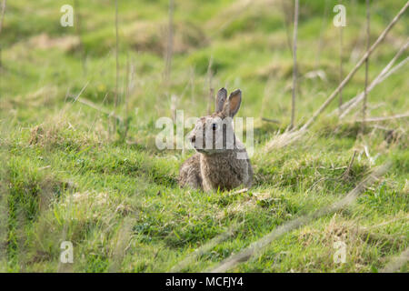 Rabbit (Oryctolagus cuniculus) on grassland at Thursley Common National Nature Reserve in Surrey, UK Stock Photo