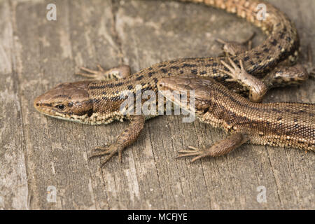 Pair of common lizards (viviparous lizards) (Zootoca vivipara) basking in the sun on the boardwalk at Thursley Common, Surrey. Common lizard. Stock Photo