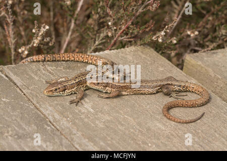 Pair of common lizards, also called viviparous lizards (Zootoca vivipara) basking in the warmth of the sun on the boardwalk at Thursley Common, Surrey Stock Photo
