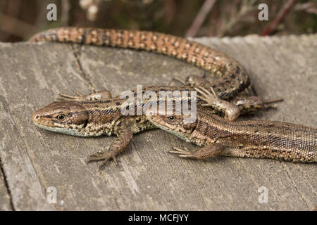 Two common lizards (viviparous lizards) (Zootoca vivipara) basking in the warmth of the sun on the boardwalk at Thursley Common, Surrey. Common lizard. Stock Photo