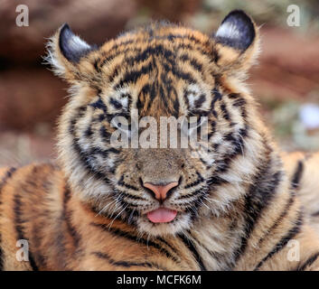 A Sumatran Tiger (Panthera tigris sumatrae) cub portrait Stock Photo