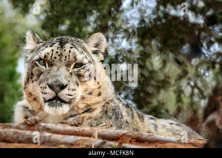 Snow Leopard (Panthera uncia) portrait. Stock Photo