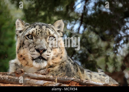 Snow Leopard (Panthera uncia) portrait. Stock Photo