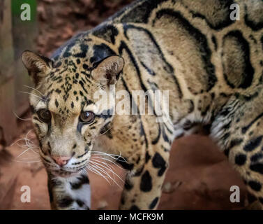 A Clouded Leopard (Neofelis nebulosa) looking impatient and bored Stock Photo