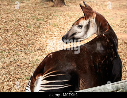 Okapi (Okapia johnstoni) portrait Stock Photo