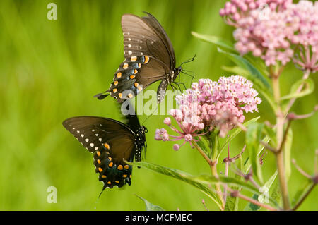 03029-013.03 Spicebush Swallowtails (Papilio troilus) male & female courtship behavior near Swamp Milkweed (Asclepias incarnata) Marion Co. IL Stock Photo