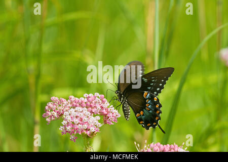 03029-01401 Spicebush Swallowtail butterfly (Papilio troilus) on Swamp Milkweed (Asclepias incarnata) Marion Co., IL Stock Photo