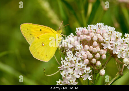 03074-00506 Orange Sulphur (Colias eurytheme) butterfly on Swamp Milkweed (Asclepias incarnata) Marion Co., IL Stock Photo