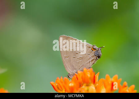 03159-00205 Banded Hairstreak butterfly (Satryium calanus) on Butterfly Milkweed (Asclepias tuberosa) Marion Co., IL Stock Photo