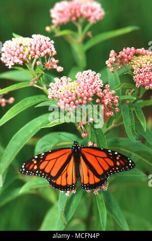 03536-00703  Monarch (Danaus plexippus) on Swamp Milkweed (Asclepias incarnata) Marion Co., IL Stock Photo