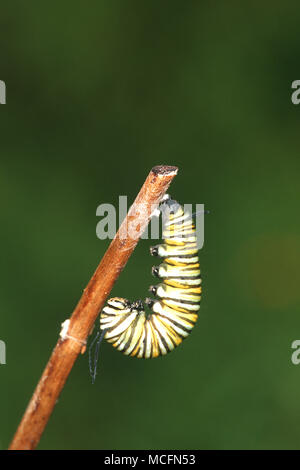 Monarch Caterpillar forming Chrysalis in Florida Stock Photo - Alamy
