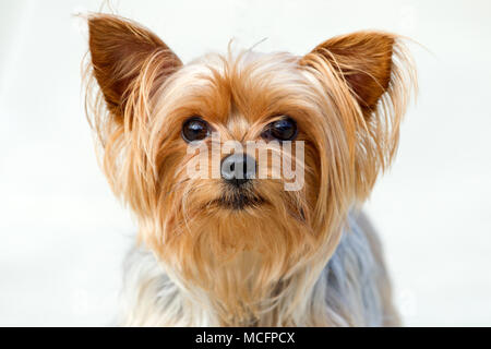 teacup yorkshire terrier