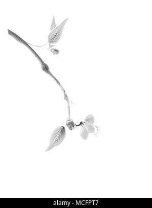 Simple Japanese Sakura Flower Illustration Vector Graphic Design ... Simple Japanese Sakura Flower Illustration Vector Graphic Design ...