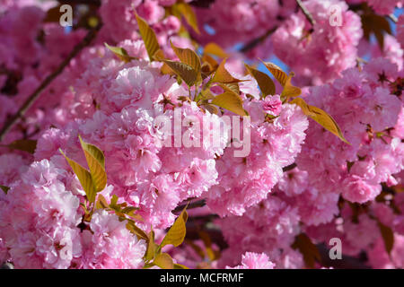 Japanese cherry blossom season, full frame of Sakura flowers, pink spring background Stock Photo