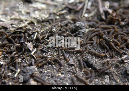 A lot of swarming worms in ground. Grave worms, death worm (And they shall lie down alike in the dust, and the worms shall cover them. Bible). Larvae, Stock Photo