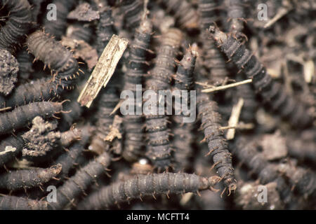 A lot of swarming worms in ground. Grave worms, death worm (And they shall lie down alike in the dust, and the worms shall cover them. Bible). Larvae, Stock Photo