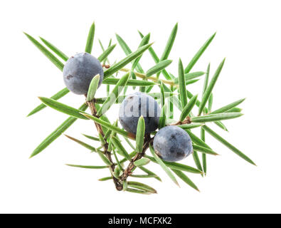 Juniper twig with berries isolated on white background Stock Photo
