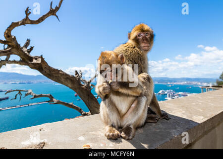 Barbary macaques in Gibraltar, the only wild monkeys in Europe, they number about 300 animals in 5 troops. Stock Photo