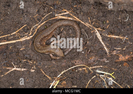 Waldeidechse, Mooreidechse, Bergeidechse, Überwinterung, Schutz unter Totholz in einer Erdkuhle, Wald-Eidechse, Moor-Eidechse, Berg-Eidechse, Zootoca  Stock Photo