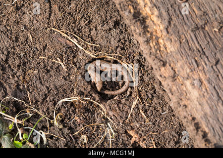 Waldeidechse, Mooreidechse, Bergeidechse, Überwinterung, Schutz unter Totholz in einer Erdkuhle, Wald-Eidechse, Moor-Eidechse, Berg-Eidechse, Zootoca  Stock Photo