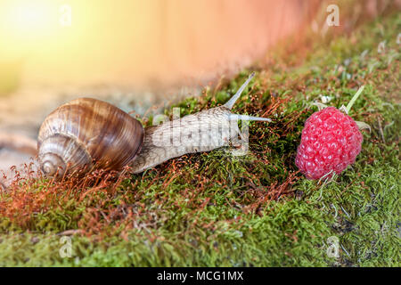 A large grape snail crawls on the moss to the ripe raspberry berry. Sunny day. Stock Photo