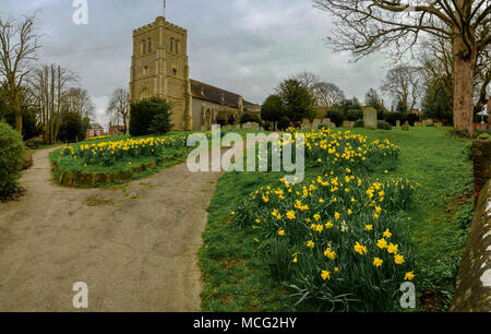 St Etheldreda's Church and churchyard  with blooming daffodils in Hatfield, England Stock Photo