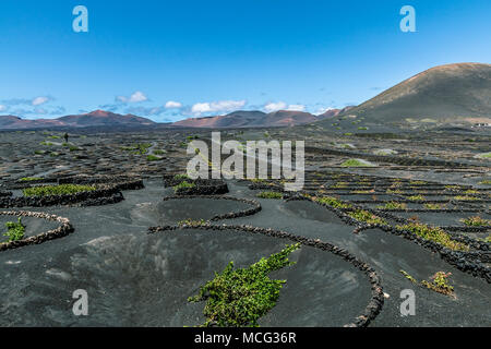 Lanzarote - Wine region La Geria with fire mountains Stock Photo