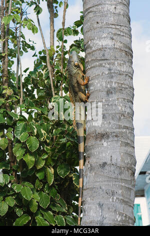 An iguana sitting climbing a tree in Key West, Florida. Stock Photo