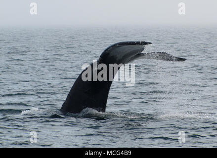 Humpback Whale diving in the Bay of Fundy near Long Island, Nova Scotia, Canada Stock Photo